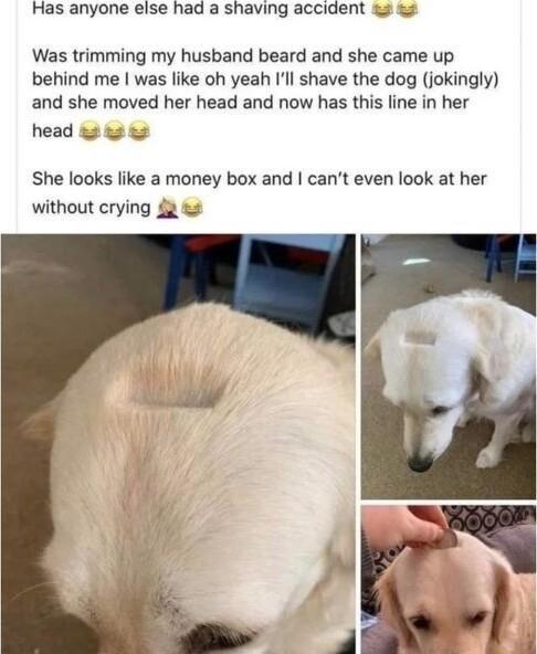 Has anyone else had a shaving accident 2 Was trimming my husband beard and she came up behind me was like oh yeah Ill shave the dog jokingly and she moved her head and now has this line in her head 2 She looks like a money box and cant even look at her without crying