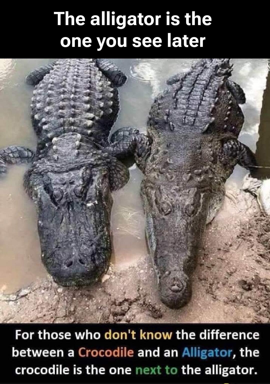 The alligator is the one you see later. For those who don't know the difference between a Crocodile and an Alligator, the crocodile is the one next to the alligator.