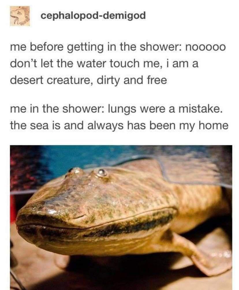 cephalopod demigod me before getting in the shower nooooo dont let the water touch me i am a desert creature dirty and free me in the shower lungs were a mistake the sea is and always has been my home