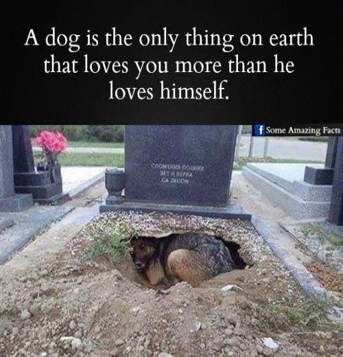 A dog is the only thing on earth that loves you more than he loves himself.