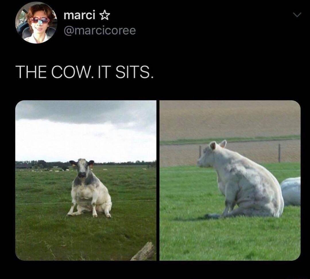 marci marcicoree THE COWIT SITS