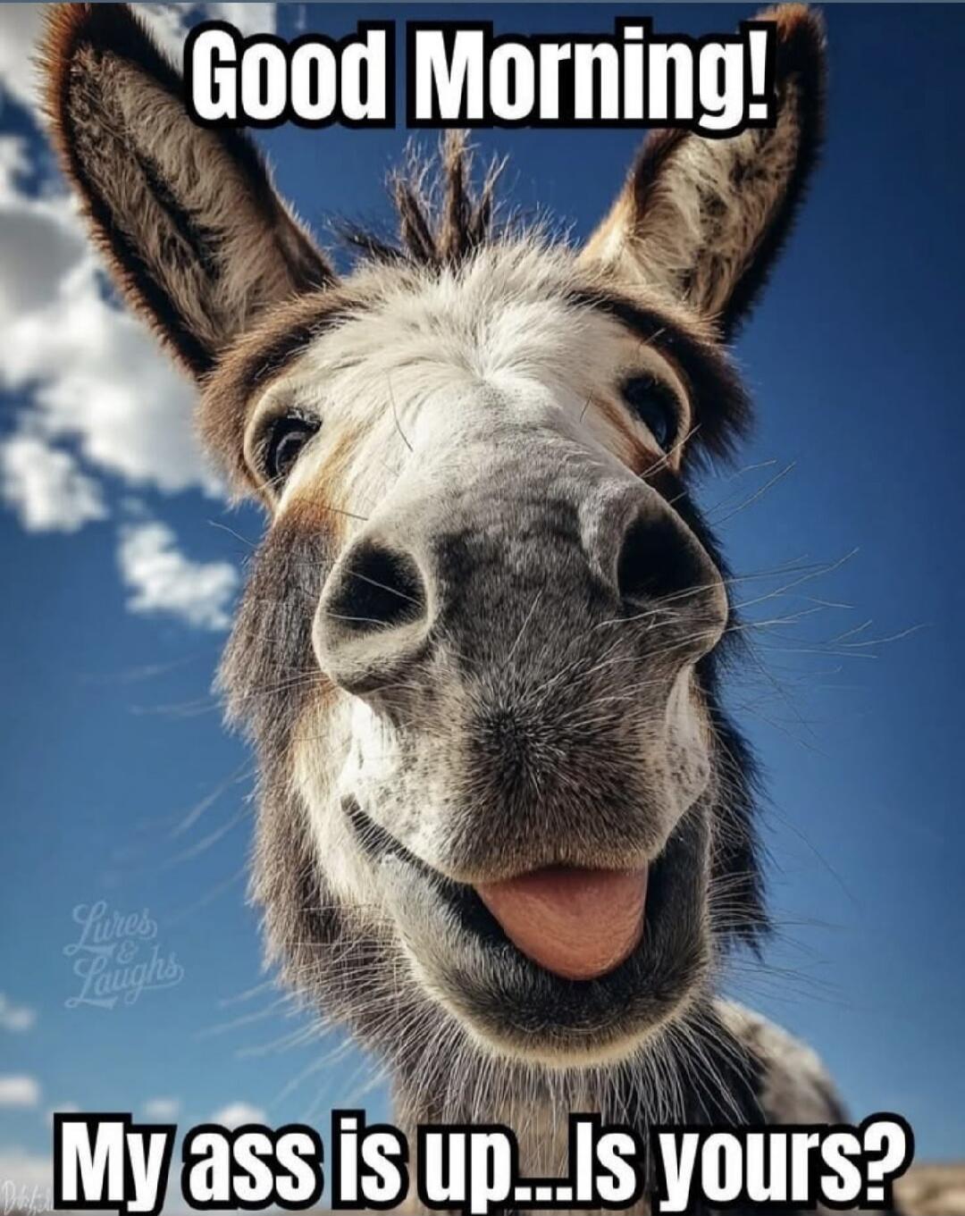 Good Morning! My ass is up...Is yours?