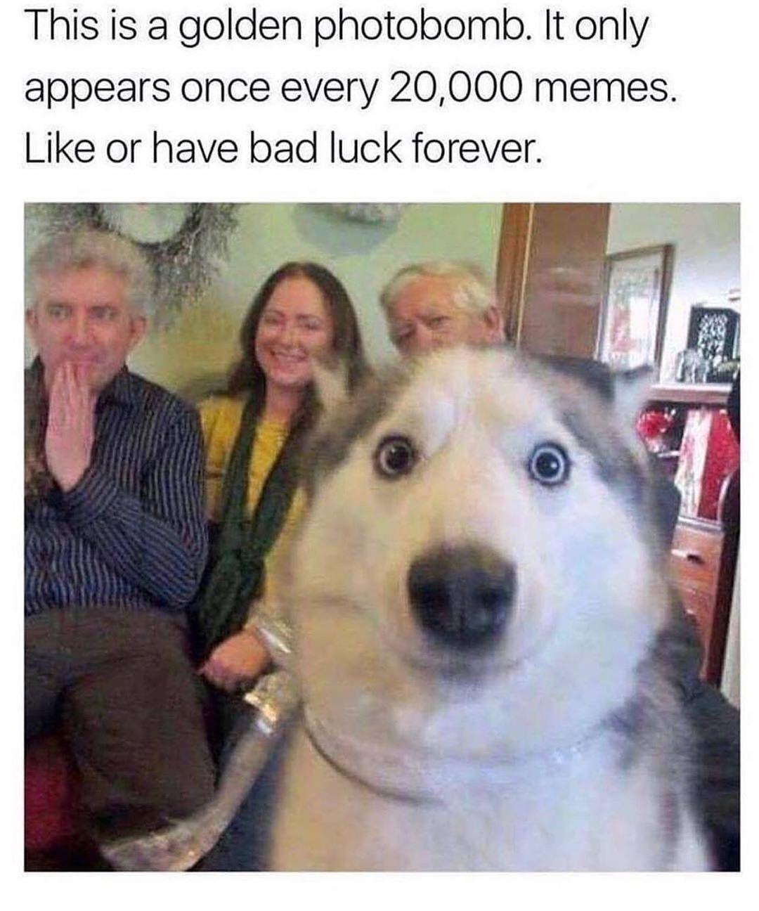 This is a golden photobomb It only appears once every 20000 memes Like or have bad luck forever