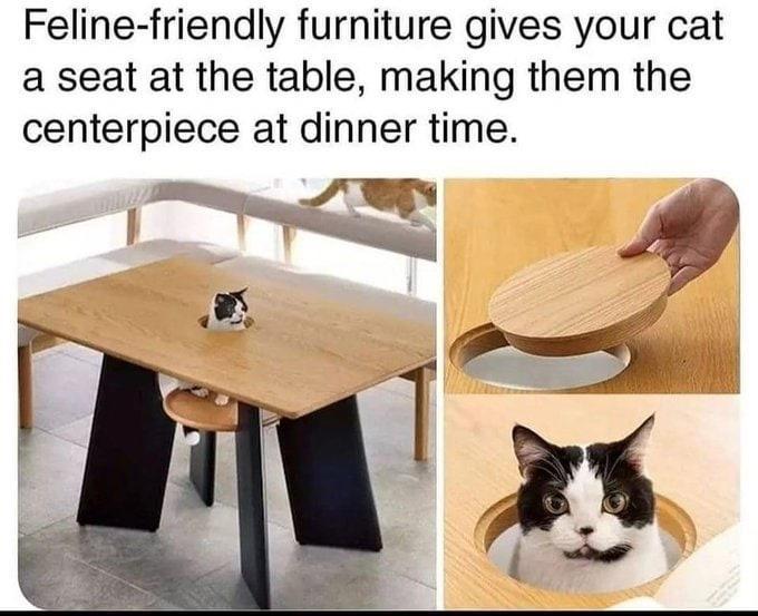 Feline friendly furniture gives your cat a seat at the table making them the centerpiece at dinner time Q g e T