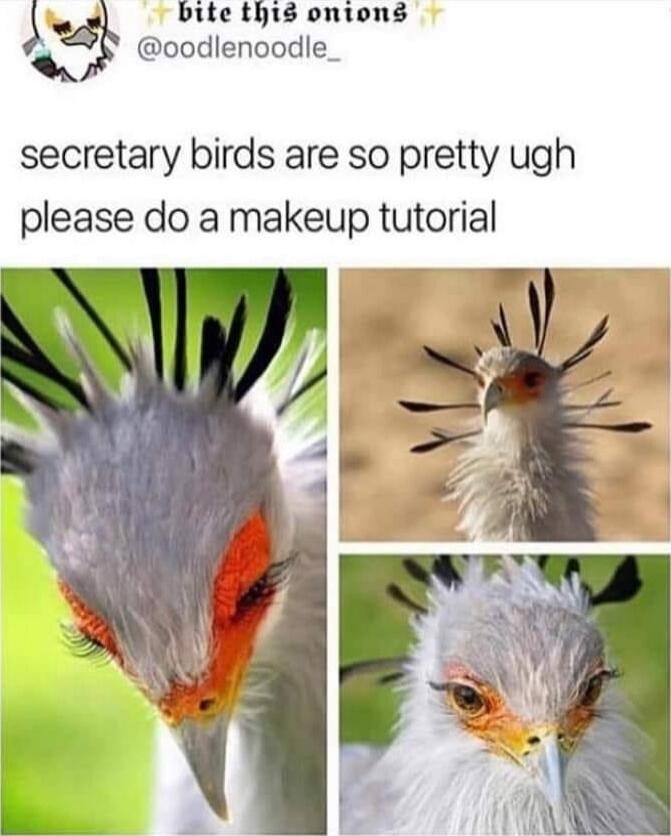 i bite this ontons Vg oodlenoodle_ secretary birds are so pretty ugh please do a makeup tutorial