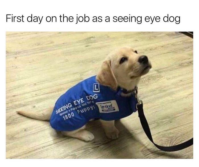 First day on the job as a seeing eye dog