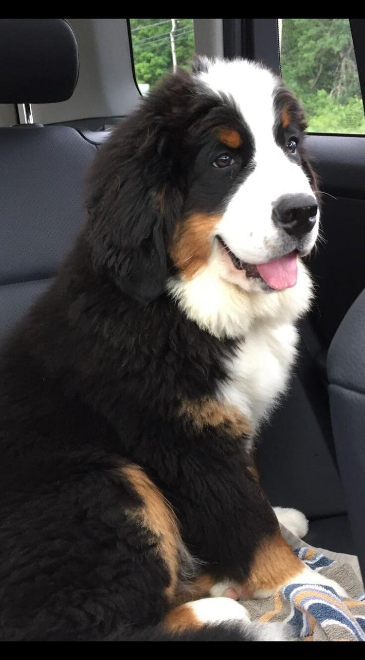 A cute Bernese Mountain Dog puppy sitting in the back seat of a car, looking out the window with its tongue slightly out. The puppy has black, white, and brown fur.