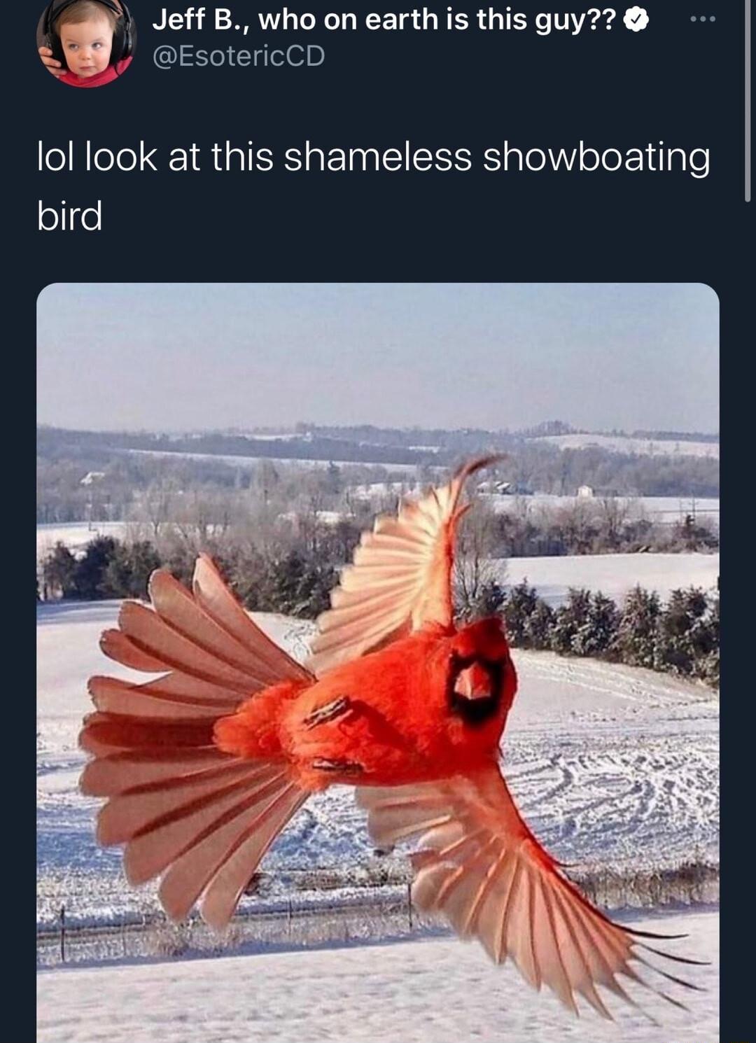 N IRV L T GRER G TR g lol look at this shameless showboating bird