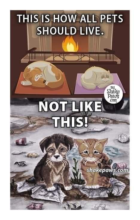 SIS THIS IS HOW ALL PETS SHOULD LIVES I I lq__d p __