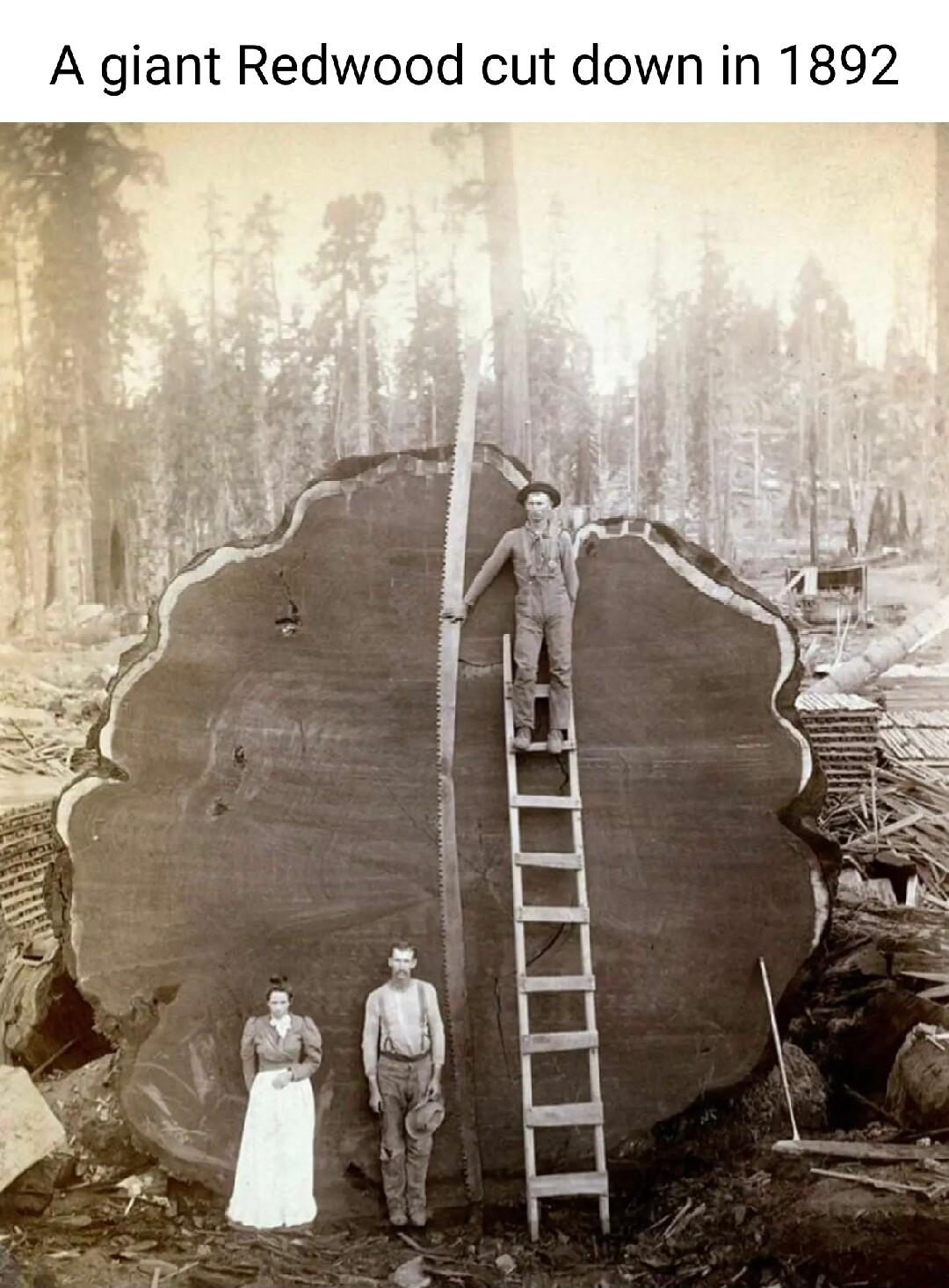 A giant Redwood cut down in 1892
