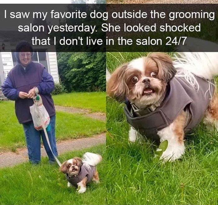 saw my favorite dog outside the grooming EECH RS C EVWAST B T ol lelel CFo that dont live in the salon 247 Tl N