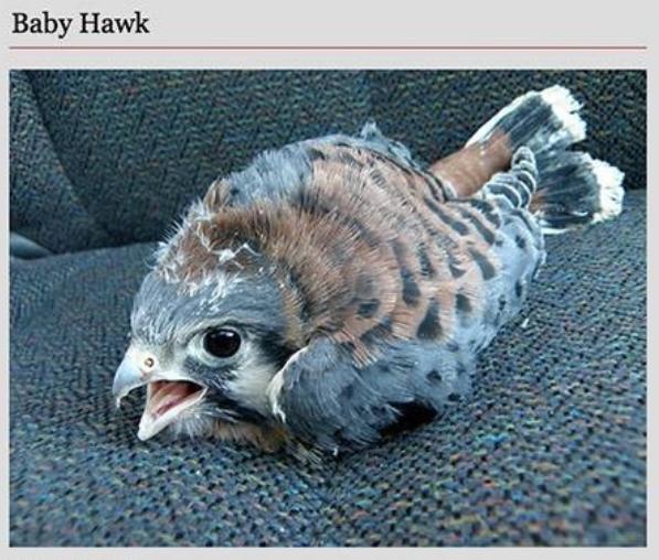 Baby Hawk