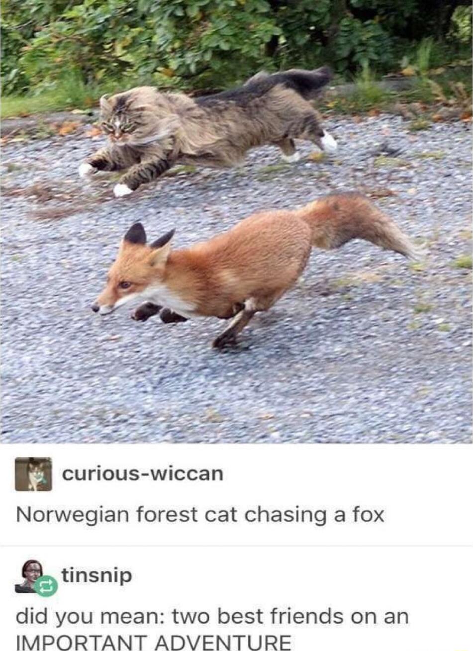 H curious wiccan Norwegian forest cat chasing a fox tinsnip did you mean two best friends on an IMPORTANT ADVENTURE