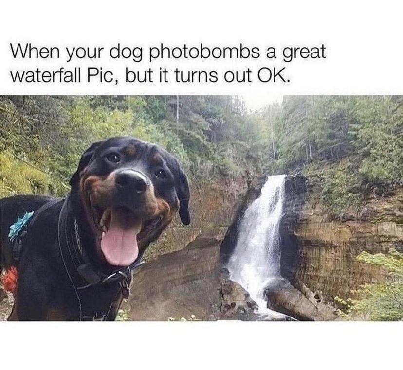When your dog photobombs a great waterfall Pic but it turns out OK