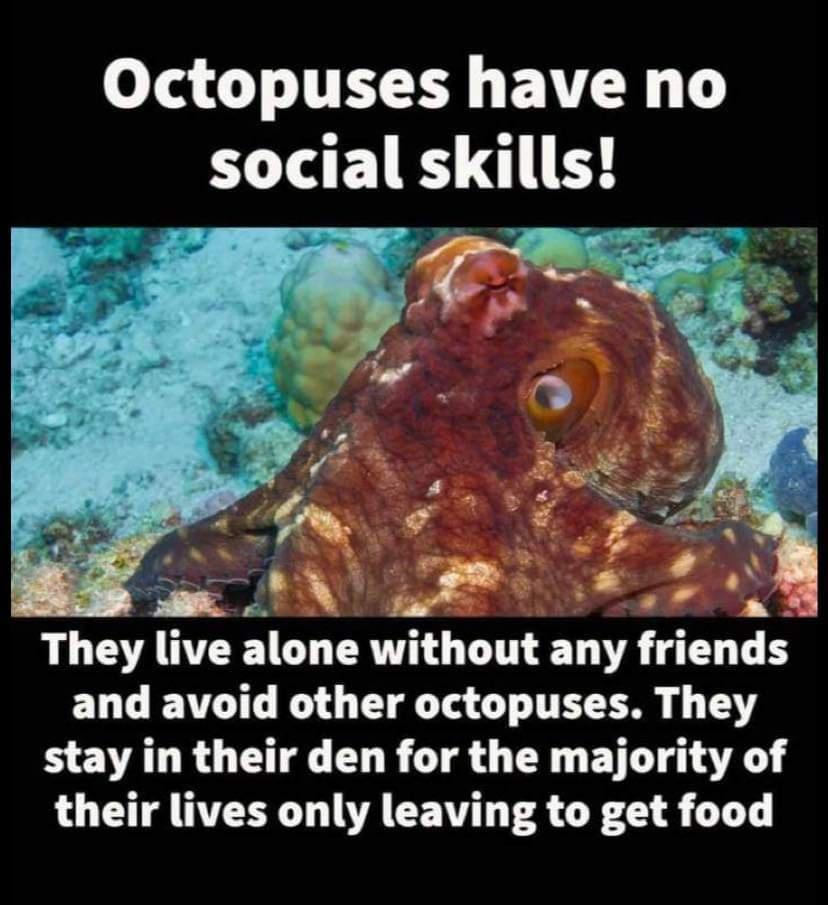 o T4 11T BTN social skills e AN They live alone without any friends and avoid other octopuses They stay in their den for the majority of their lives only leaving to get food