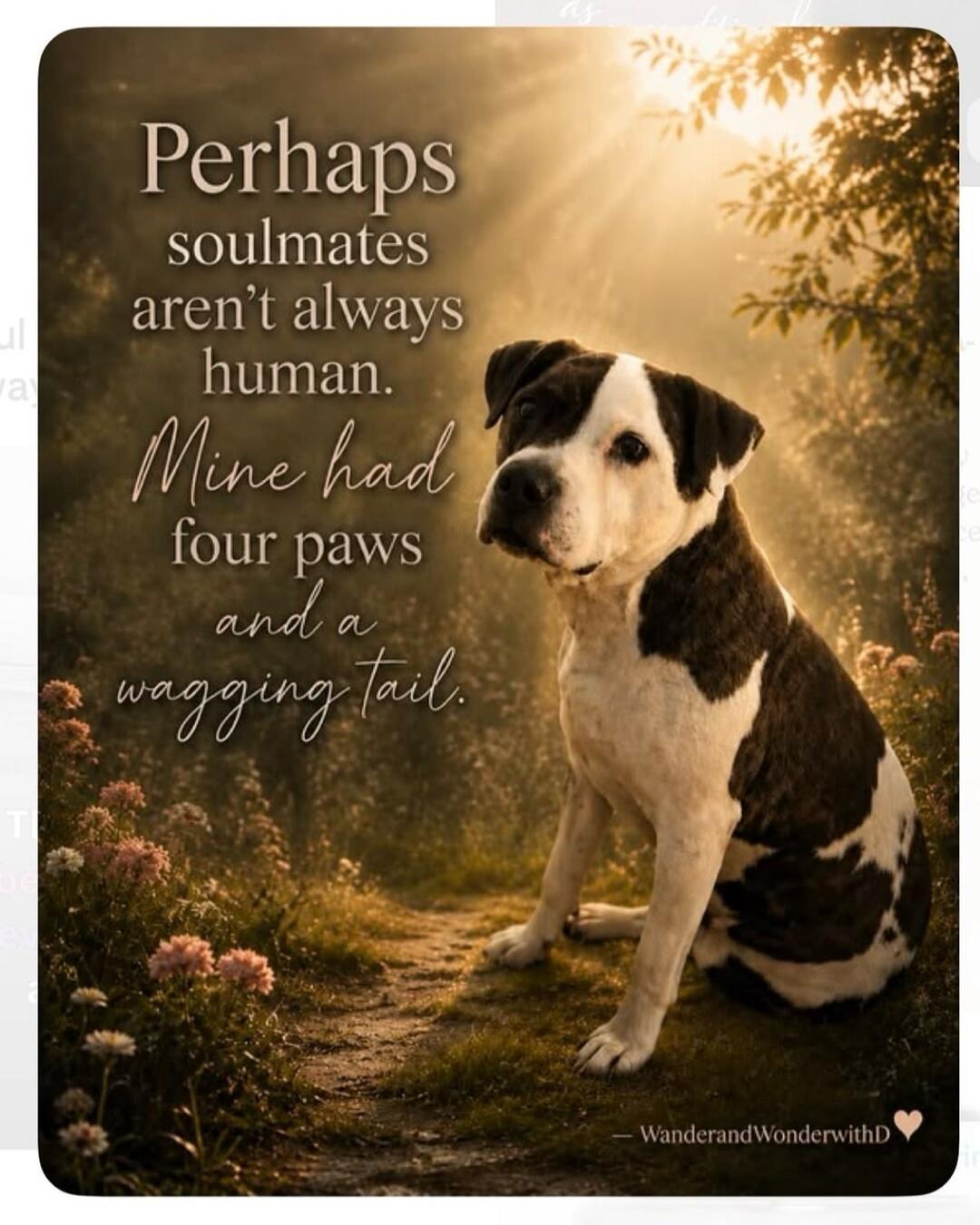 Perhaps soulmates aren't always human. Mine had four paws and a wagging tail. - WanderAndWonderwithD