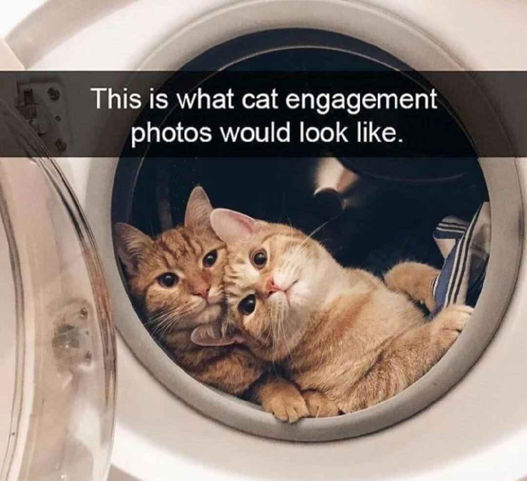 This is what cat engagement photos would look like