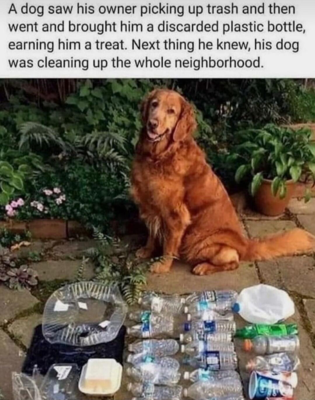A dog saw his owner picking up trash and then went and brought him a discarded plastic bottle, earning him a treat. Next thing he knew, his dog was cleaning up the whole neighborhood.