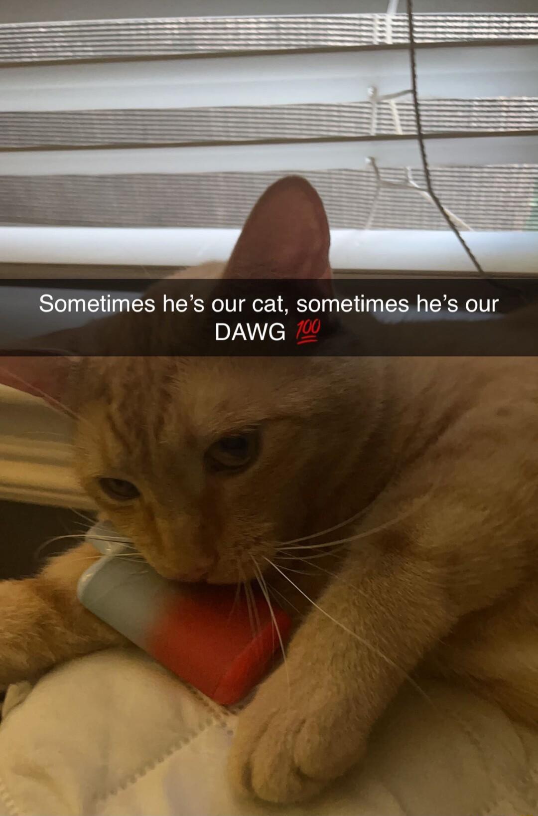 Sometimes hes our cat sometimes hes our aZe