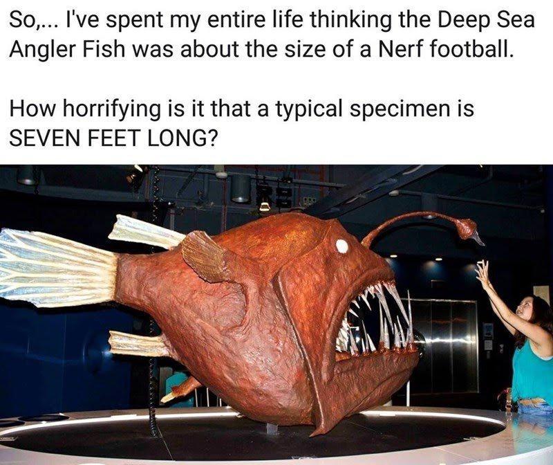 So Ive spent my entire life thinking the Deep Sea Angler Fish was about the size of a Nerf football How horrifying is it that a typical specimen is SEVEN FEET LONG