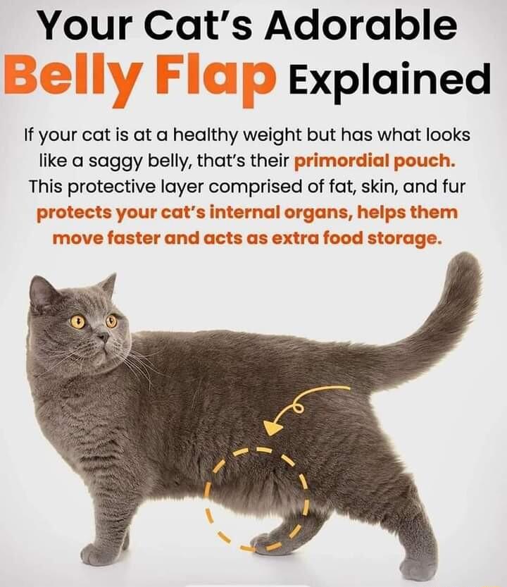 Your Cats Adorable Explained If your cat is at a healthy weight but has what looks like a saggy belly thats their primord This protective layer comprised of fat skin and fur