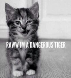 RAWW IM A DANGEROUS TIGER