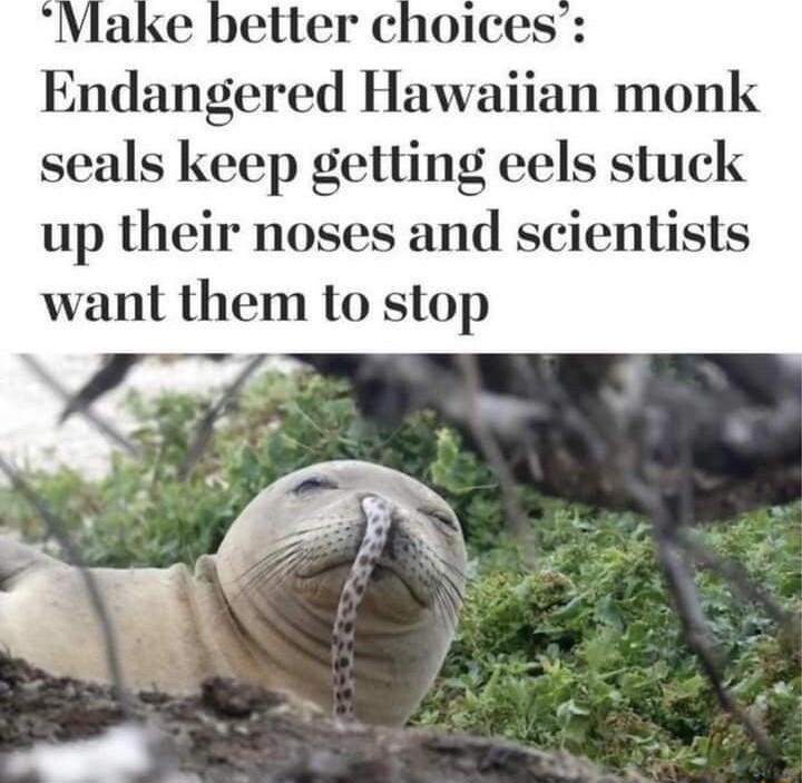Endangered Hawz seals keep getting eels stuck up their noses and scientists