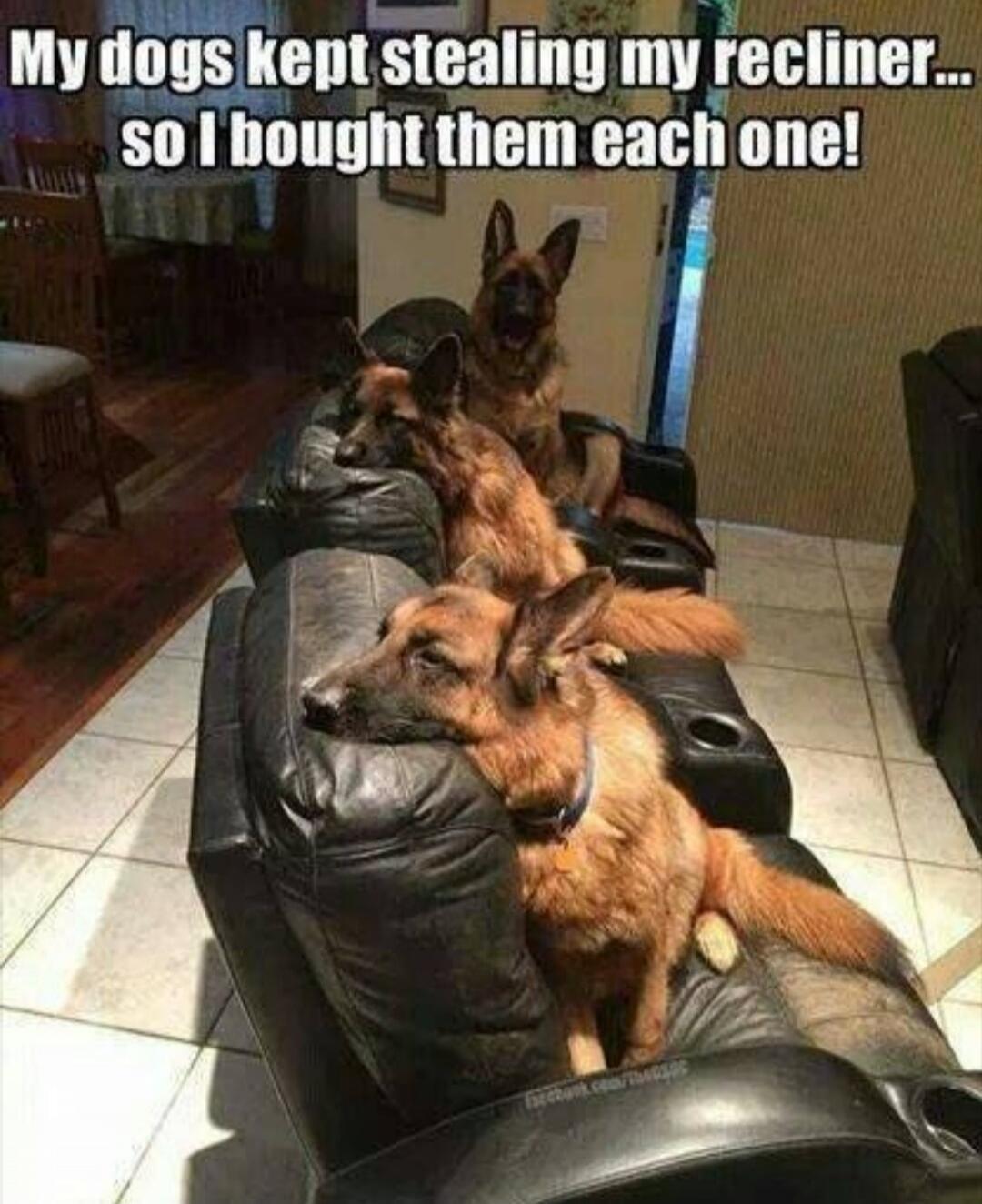 My dogs kept stealing my recliner... so I bought them each one!