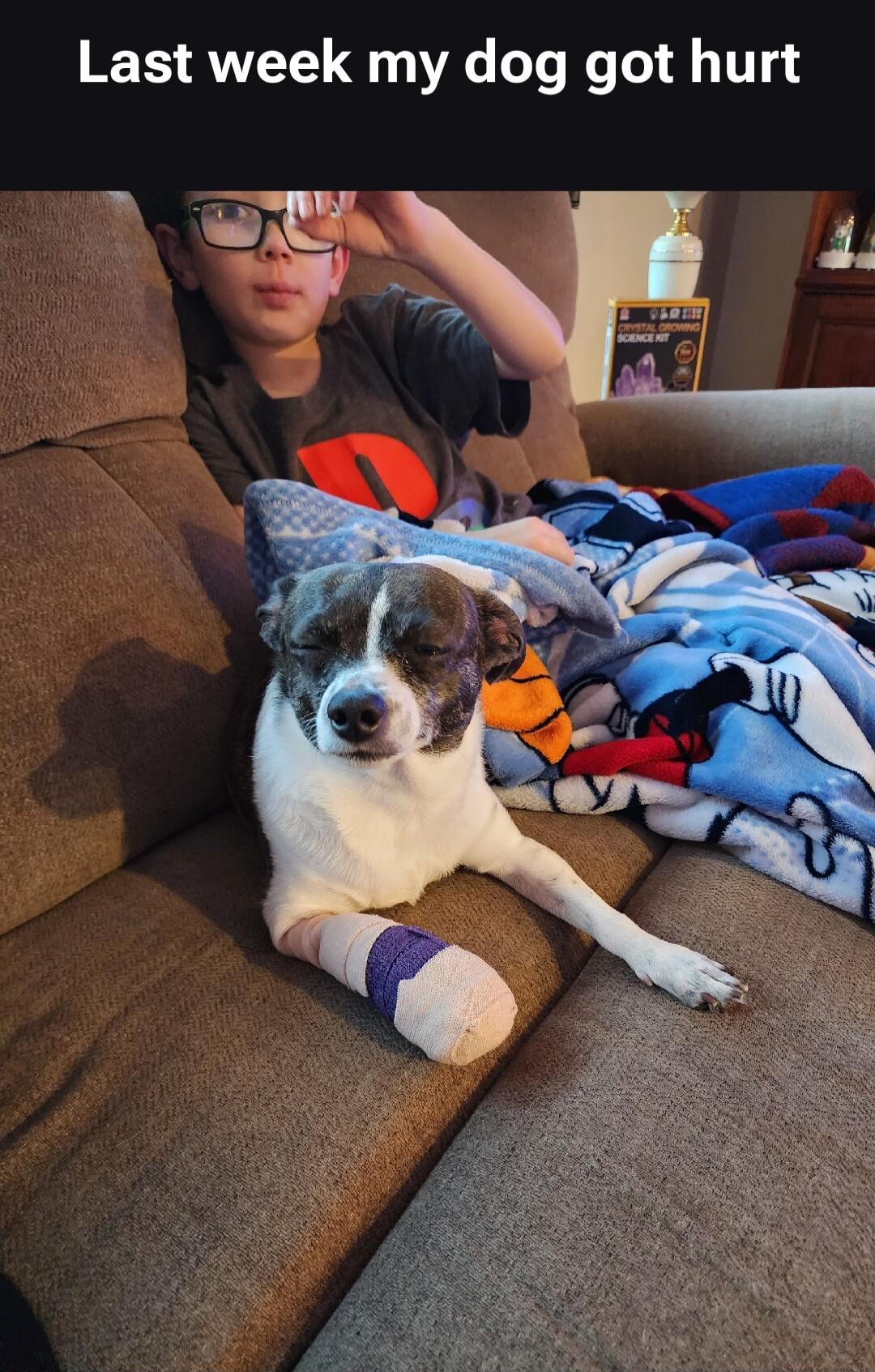 Last week my dog got hurt