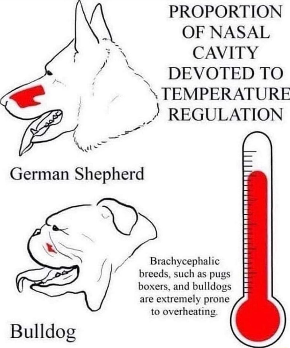 PROPORTION OF NASAL CAVITY _ DEVOTED TO TEMPERATURE REGULATION Brachycephalic breeds such as pugs boxers and bulldogs are extremely prone to overheating Bulldog