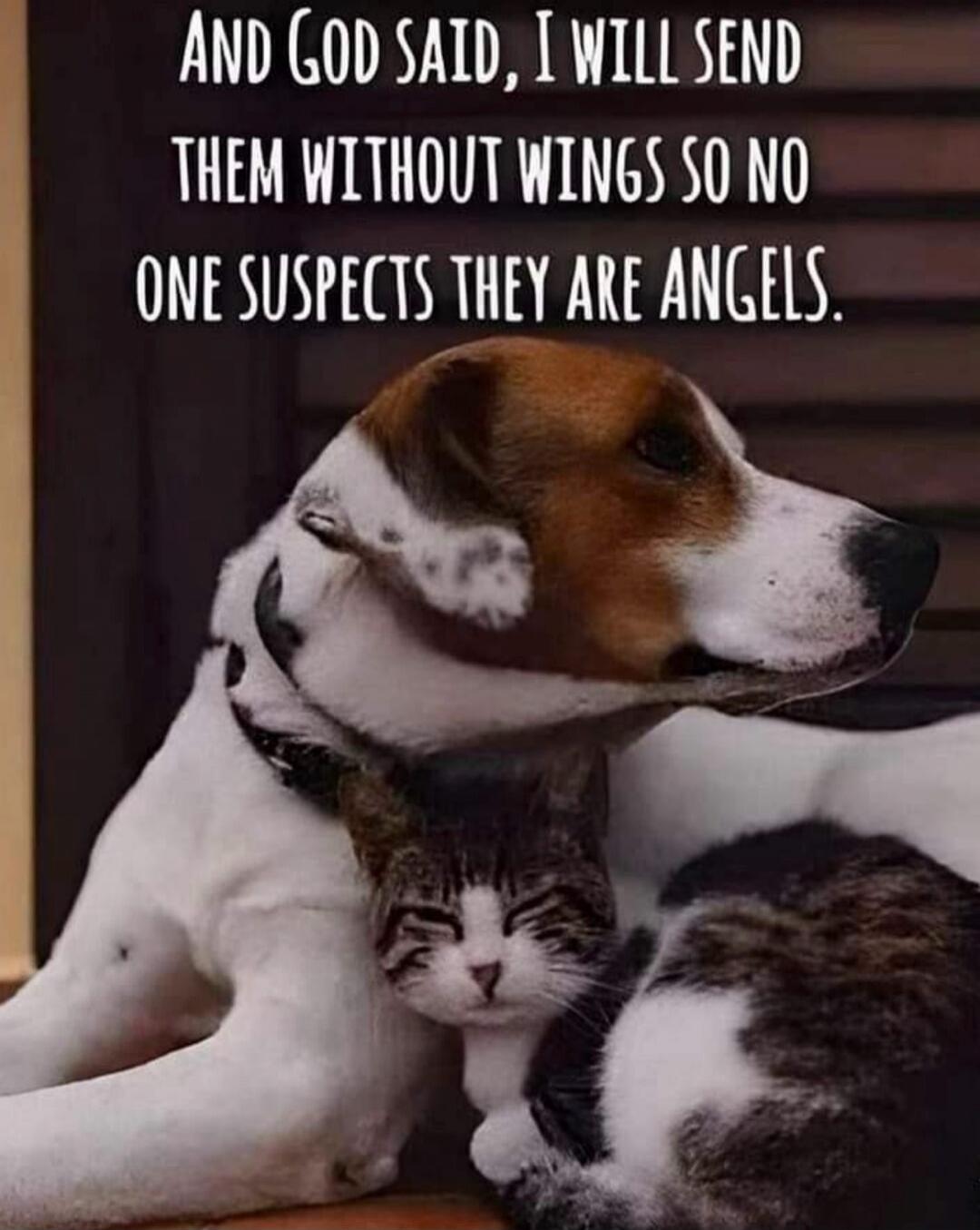 AND GOD SAID, I WILL SEND THEM WITHOUT WINGS SO NO ONE SUSPECTS THEY ARE ANGELS.