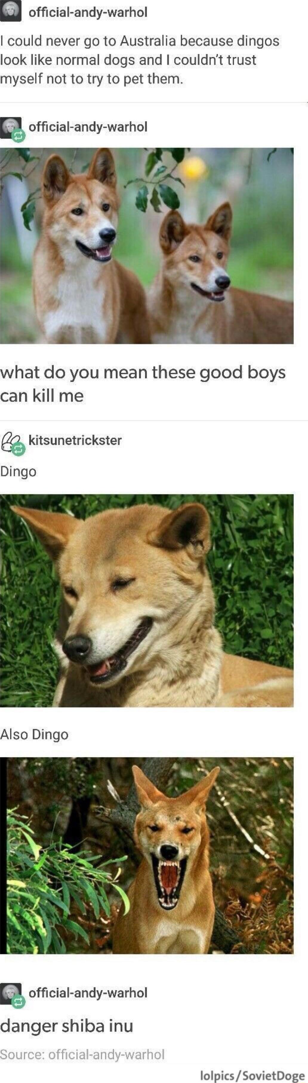 official andy warhol could never go to Australia because dingos look like normal dogs and couldnt trust myself not to try to pet them official andy warhol what do you mean these good boys can kill me kitsunetrickster Dingo Also Dingo g official andy warhol danger shiba inu lolpics SovietDoge