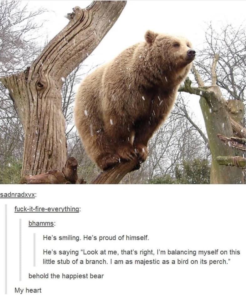 sadnradxvx fuck itfire everything bhamms Hes smiling Hes proud of himself Hes saying Look at me thats right Im balancing myself on this litle stub of a branch am as majestic as a bird on its perch behold the happiest bear My heart