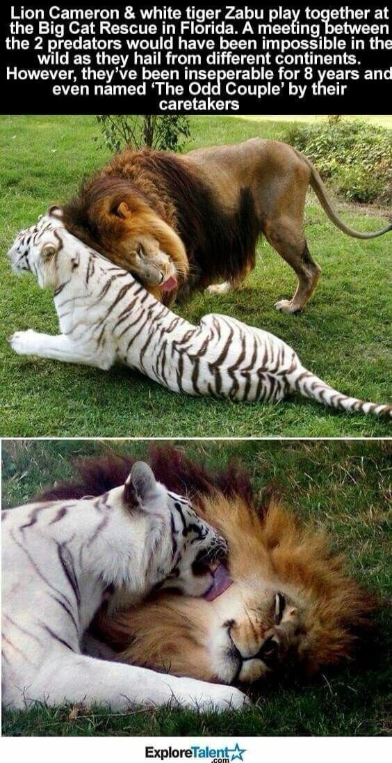 Lion Cameron & white tiger Zabu play together at the Big Cat Rescue in Florida. A meeting between the 2 predators would have been impossible in the wild as they hail from different continents. However, they've been inseparable for 8 years and even named 'The Odd Couple' by their caretakers