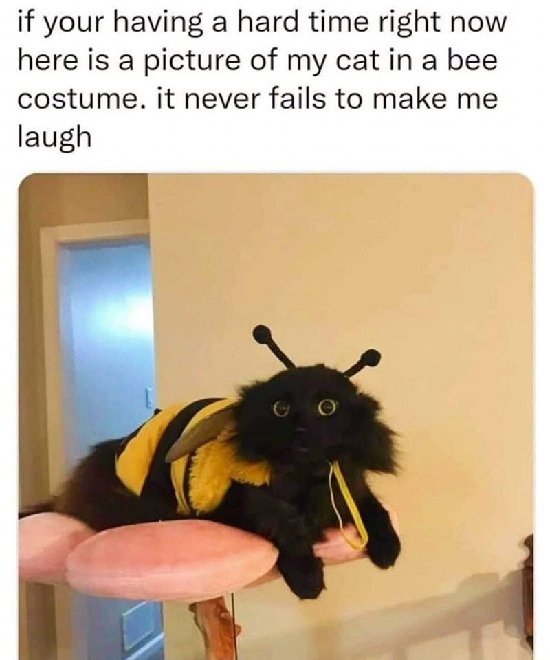 if your having a hard time right now here is a picture of my cat in a bee costume it never fails to make me laugh