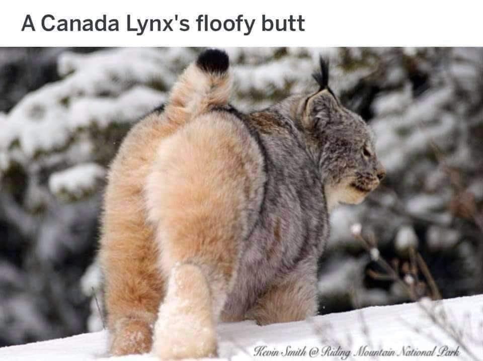A Canada Lynxs floofy butt 3