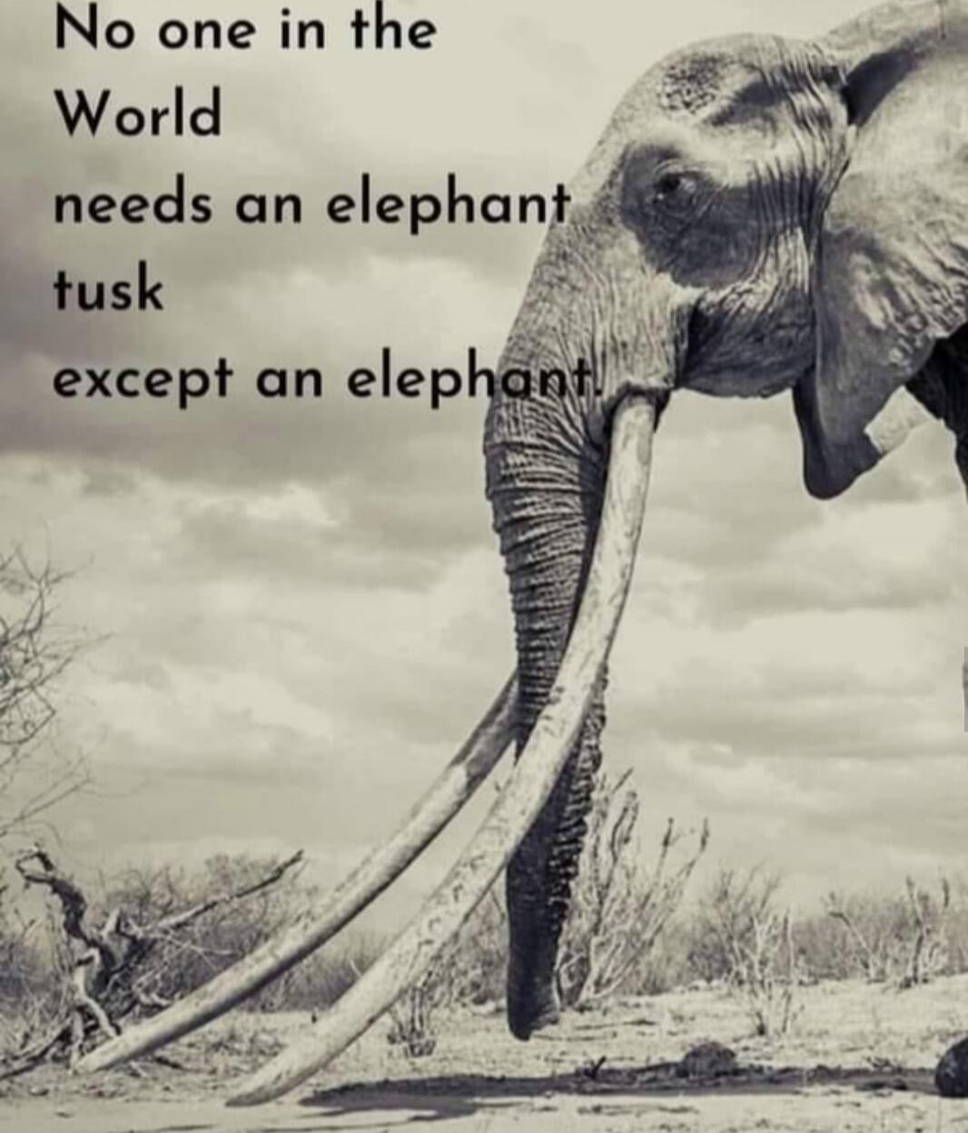 No one in the World needs an elephant tusk except an elephant.