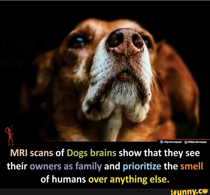 MRI scans of Dogs brains show that they see their owners as family and prioritize the smell U EL REGIVETE T G T R TN LEUNNYCO