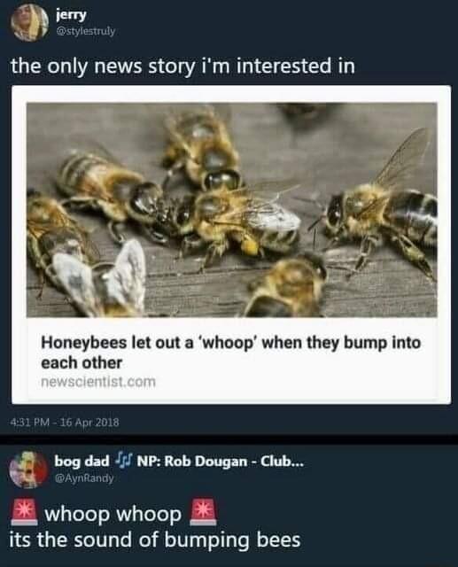 Honeybees let out a whoop when they bump into each other 4 bog dad i NP Rob Dougan Club PSR ToTeTo R ToToTo 58 its the sound of bumping bees