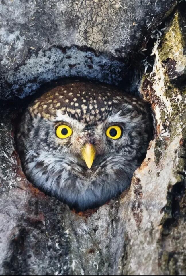 Owl with bright yellow eyes peeking from a hole in a tree