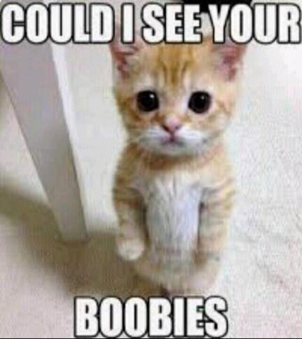 COULD I SEE YOUR BOOBIES