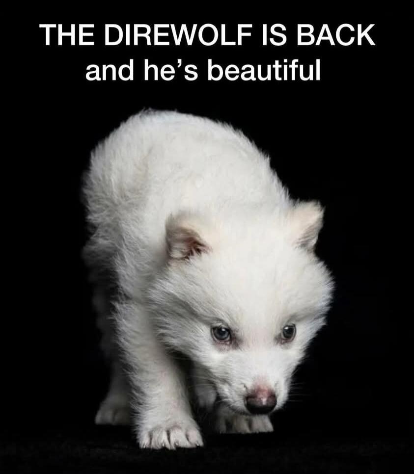 THE DIREWOLF IS BACK and he's beautiful