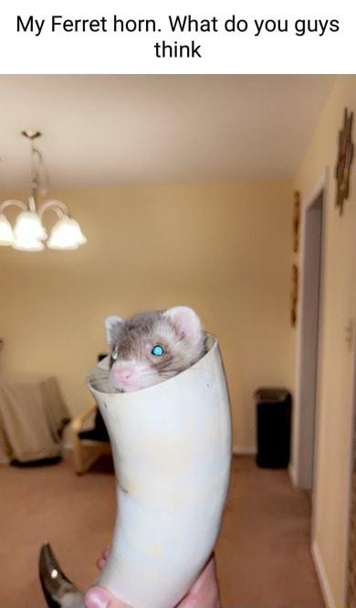 My Ferret horn What do you guys think