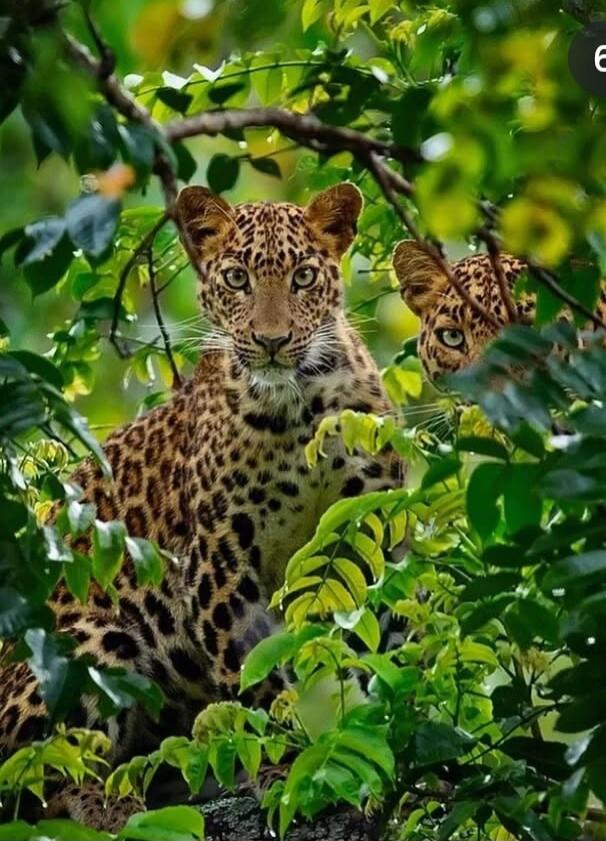 Two leopards camouflaged among green leaves, peering through the foliage.