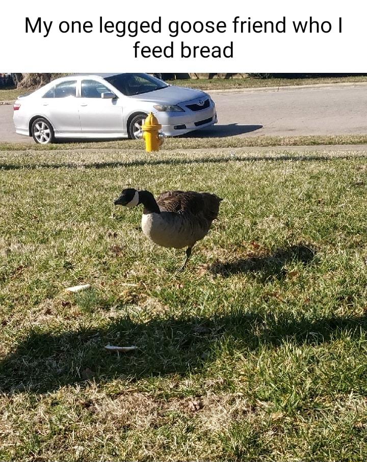 My one legged goose friend who feed bread