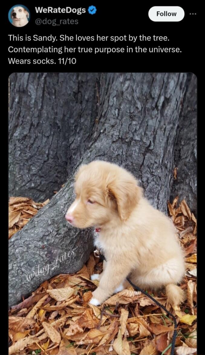 WeRateDogs This is Sandy She loves her spot by the tree Contemplating her true purpose in the universe Wears socks 1110