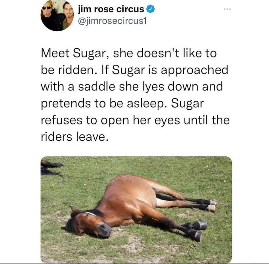 im rose circus jimrosecircust Meet Sugar she doesnt like to be ridden If Sugar is approached with a saddle she lyes down and pretends to be asleep Sugar refuses to open her eyes until the riders leave