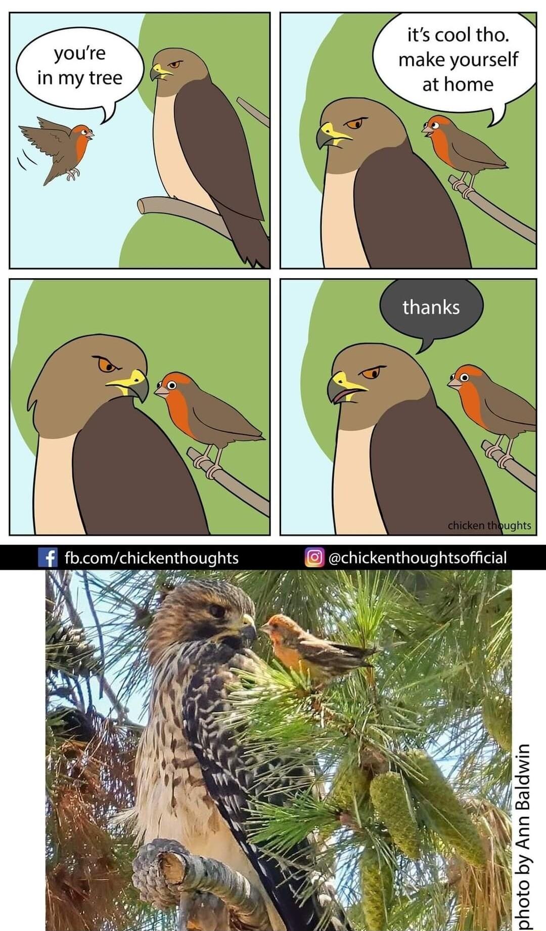 5 its cool tho youre make yourself inmy tree athome e photo by Ann Baldwin