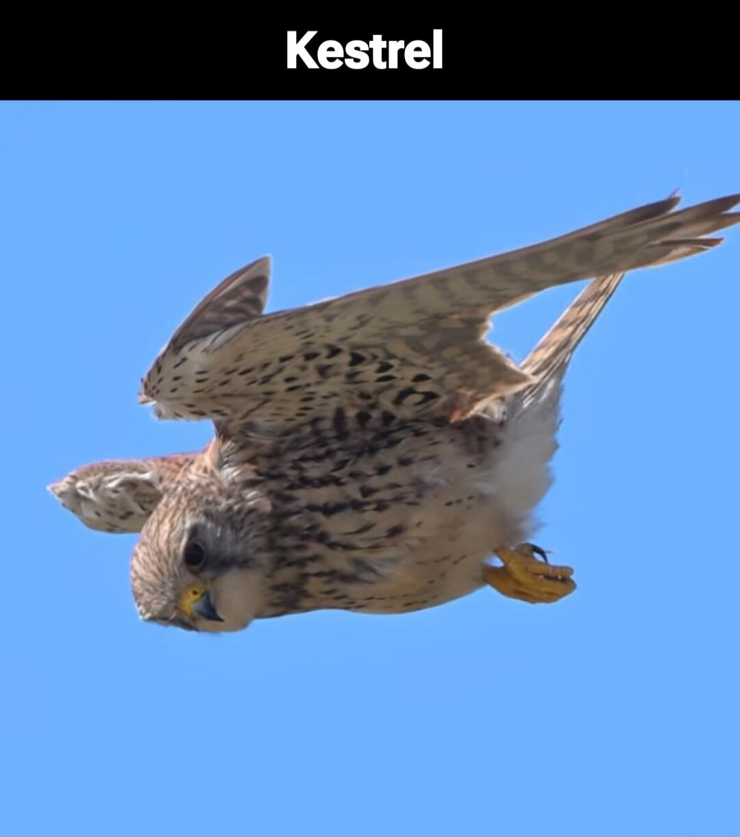 Kestrel