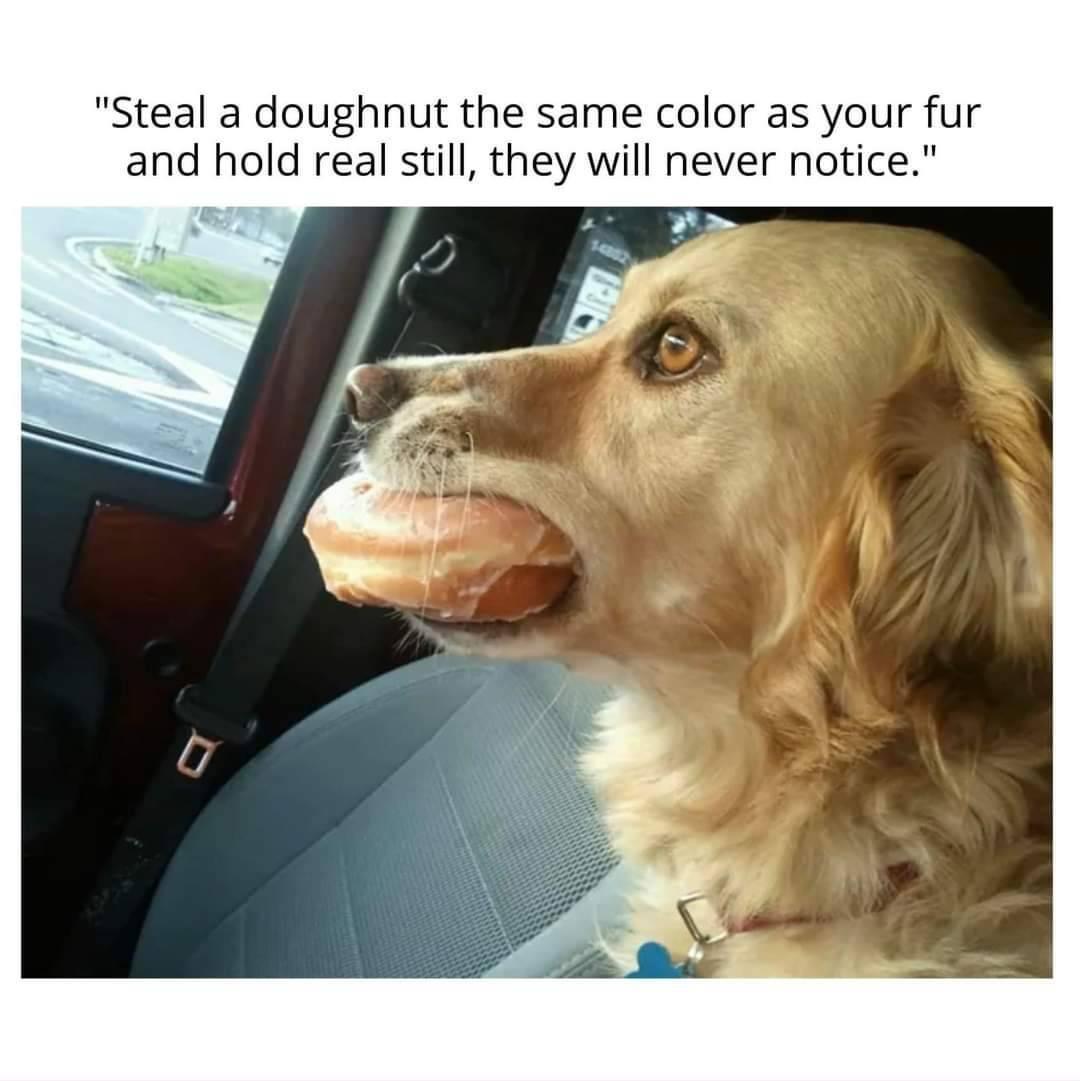 Steal a doughnut the same color as your fur and hold real still they will never notice